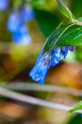 Blue Bells (Mertensia paniculata)