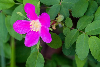 Wood Rose (Rosa woodsii)