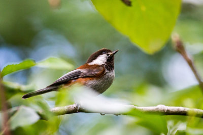 Chestnut-backed Chickadee