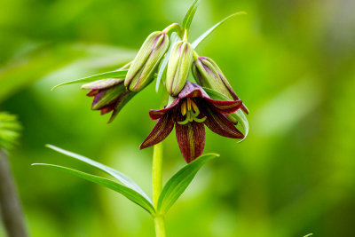 Chocolate Lily (Fritillaria camschatcensis)
