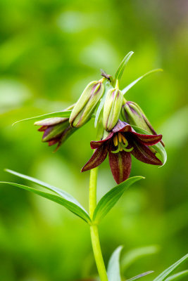 Chocolate Lily (Fritillaria camschatcensis)