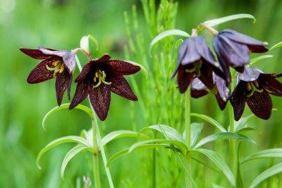 Chocolate Lily (Fritillaria camschatcensis)