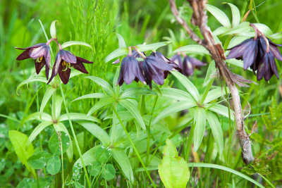 Chocolate Lily (Fritillaria camschatcensis)