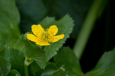 Yellow Anemone (Anemone richardsonii)