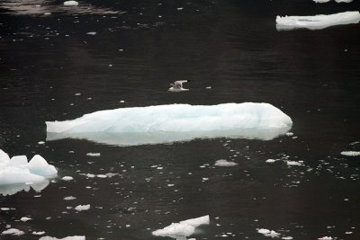 Glacier Bay - Day Six