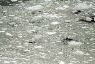 Glacier Bay - Day Six