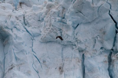 Glacier Bay - Day Six