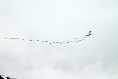 Canada Geese