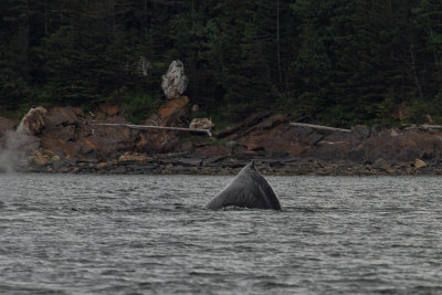 Humpback Whales