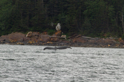 Humpback Whales