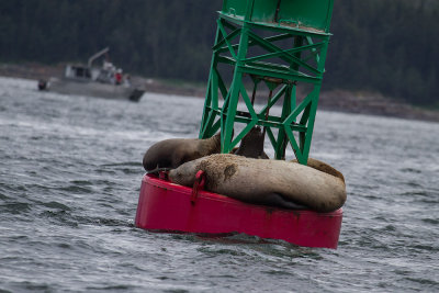 Stellar Sea Lions