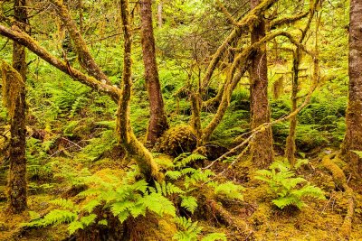 Rainforest Tour