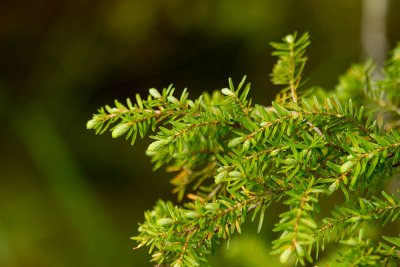 Arctic Fir