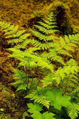 Oak Fern