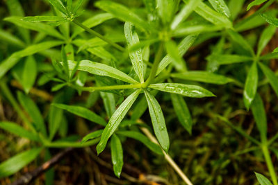 Sweet-scented Bedstraw (Galium triflorum)