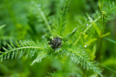 Yarrow