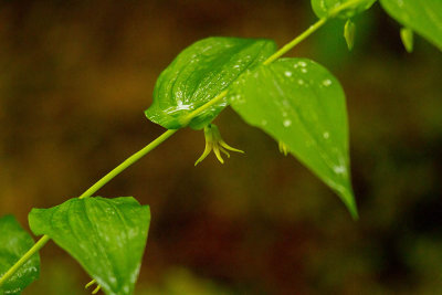 Watermelon Berry (Streptopus amplexifolius)