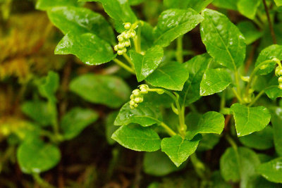 High-bush Cranberry (Viburnum edule)