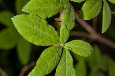 Dogbane (Apocyneum androsaemifolium)