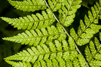 Oak Fern