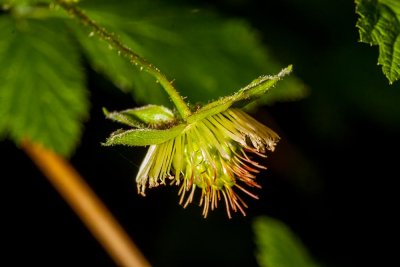 Salmonberry