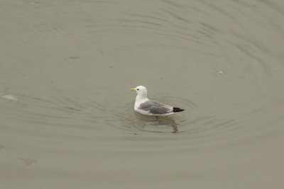 Black-legged Kittiwake