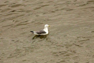 Black-legged Kittiwake