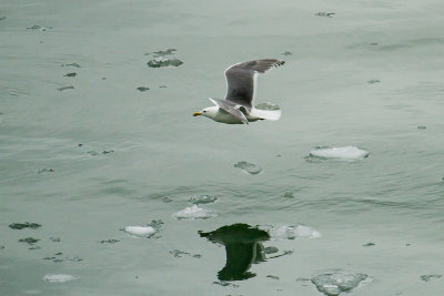 Glaucous-winged Gull