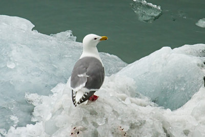 Glaucous-winged Gull