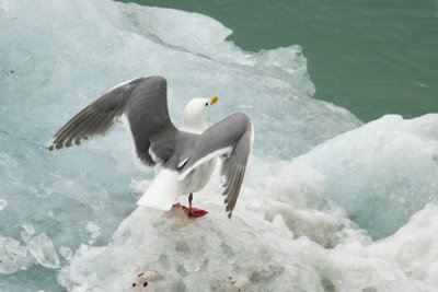 Glaucous-winged Gull