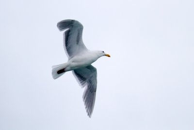 Herring Gull