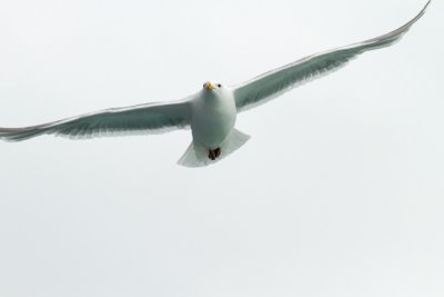 Herring Gull