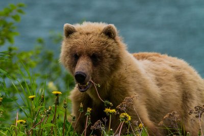 Young Grizzle Bear (female)