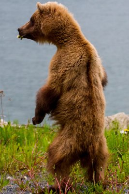 Young Grizzle Bear (female)