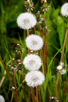 dandelion-seeds01.jpg