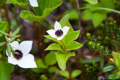 Dwarf Dogwood