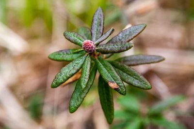 Labrador Tea