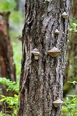 Shelf mushroom