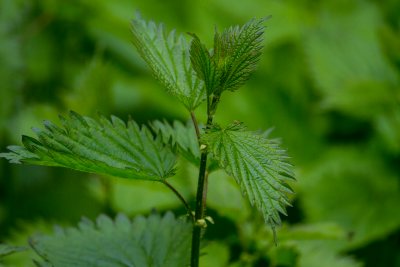 Stinging Nettles