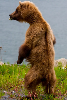 Brown Bear