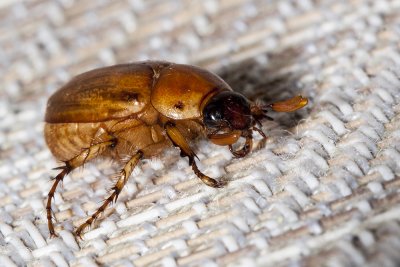 Southern Masked Chafer  (Cyclocephala lurida)