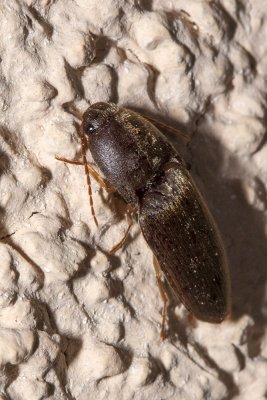 Click Beetle  (Heteroderes exsul)
