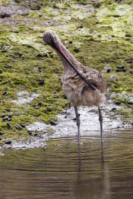 Long-billed Curlew