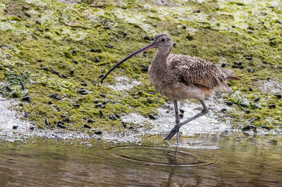 Long-billed Curlew