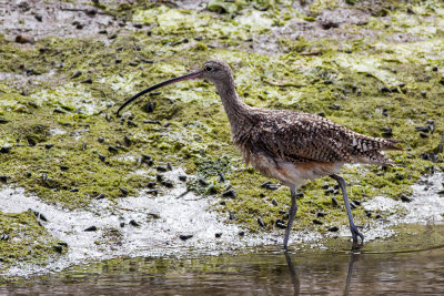 Long-billed Curlew