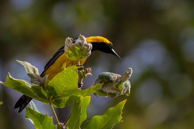 Hooded Oriole