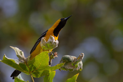 Hooded Oriole