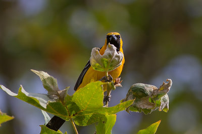 Hooded Oriole
