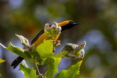 Hooded Oriole