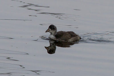 Pied-billed Grebe